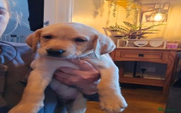 Labrador Retriever dogs for sale: Ready now ***Kc registered labrador retrievers  - Image 6