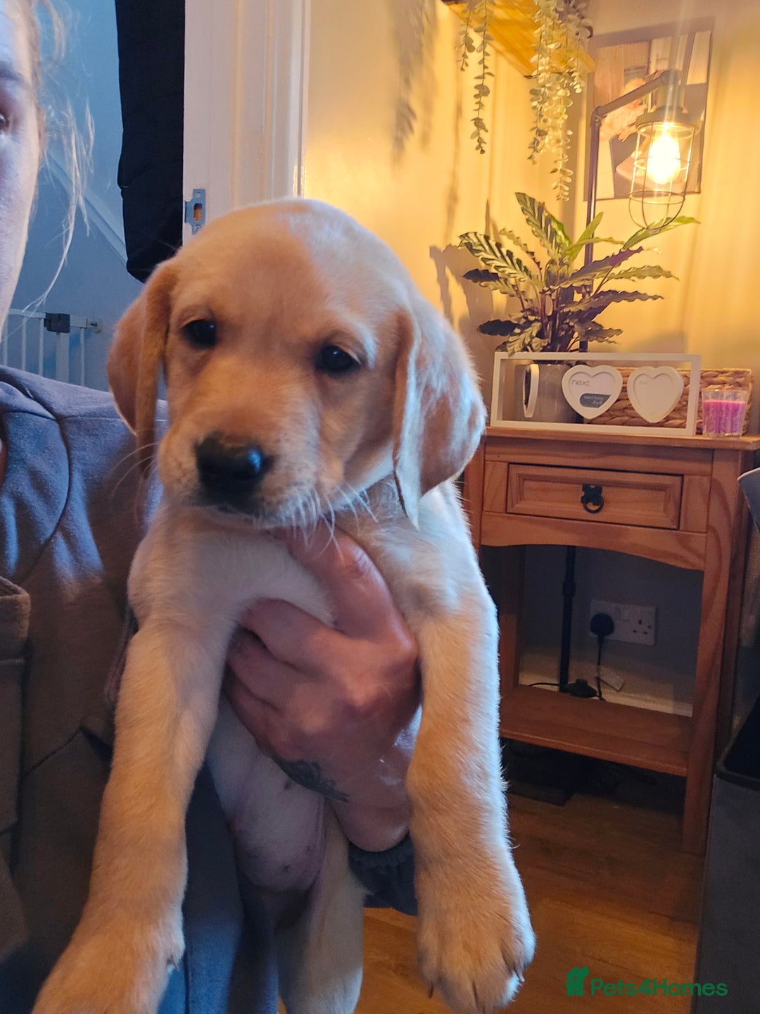 Labrador Retriever dogs for sale: Ready now ***Kc registered labrador retrievers  - Image 6