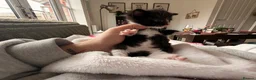 Mixed Breed cats for sale: Black and white female kitten  - Advert 14