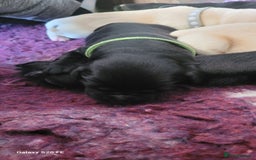 Labrador Retriever dogs for sale: 6 beautiful Labrador (all reserved)  - Advert 25