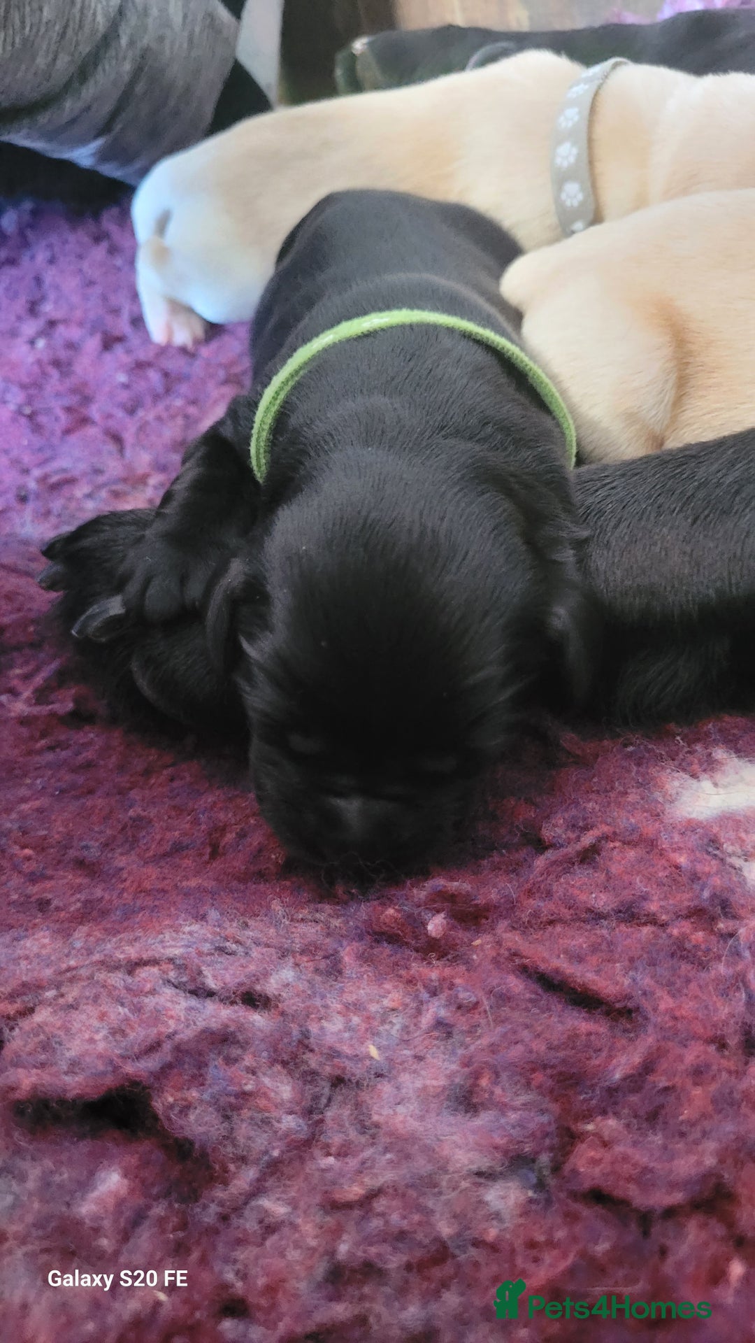 Labrador Retriever dogs for sale: 6 beautiful Labrador (all reserved)  - Advert 25