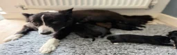 Bordoodle dogs for sale: Mini borderdoodles  in Accrington - Advert 3