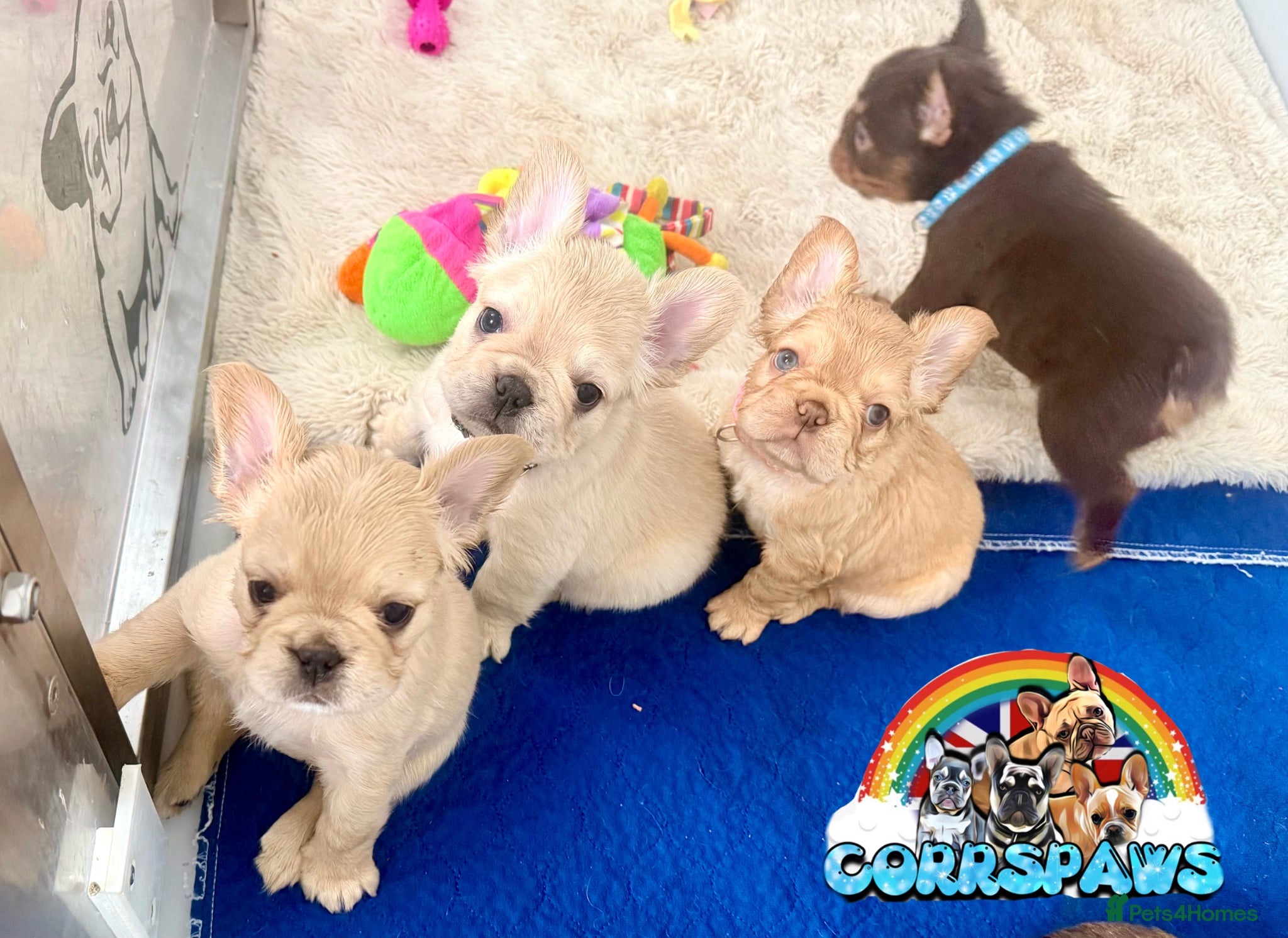 French Bulldog dogs Stunning/healthy Fluffy French Bulldogs 3💙 2🩷 - Advert 2