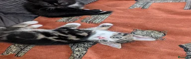 Mixed Breed Kitten 1