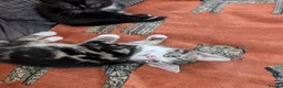 Mixed Breed cats for sale: Three kittens looking for new home - Advert 3