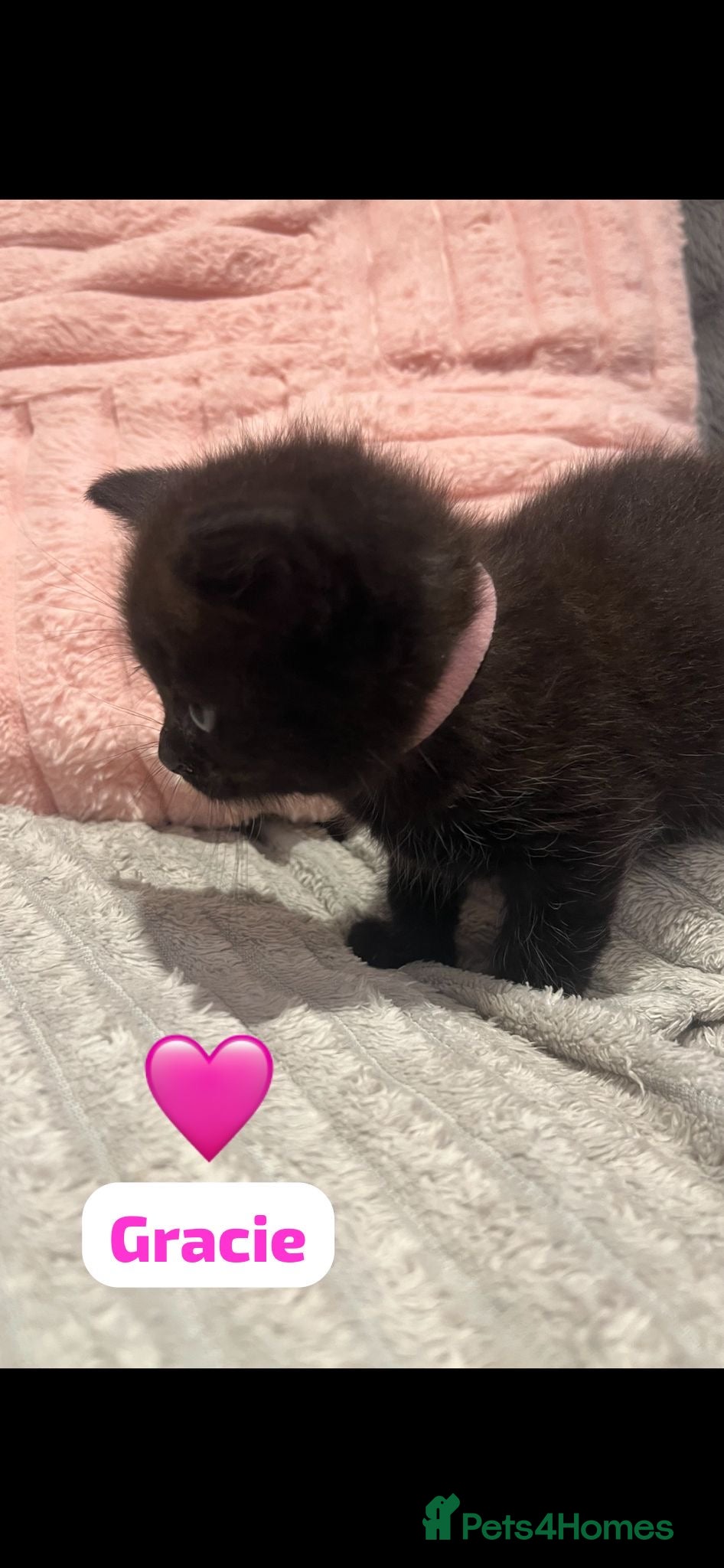 British Shorthair cats Beautiful British shorthair cross kittens 🩵🩷 - Advert 6