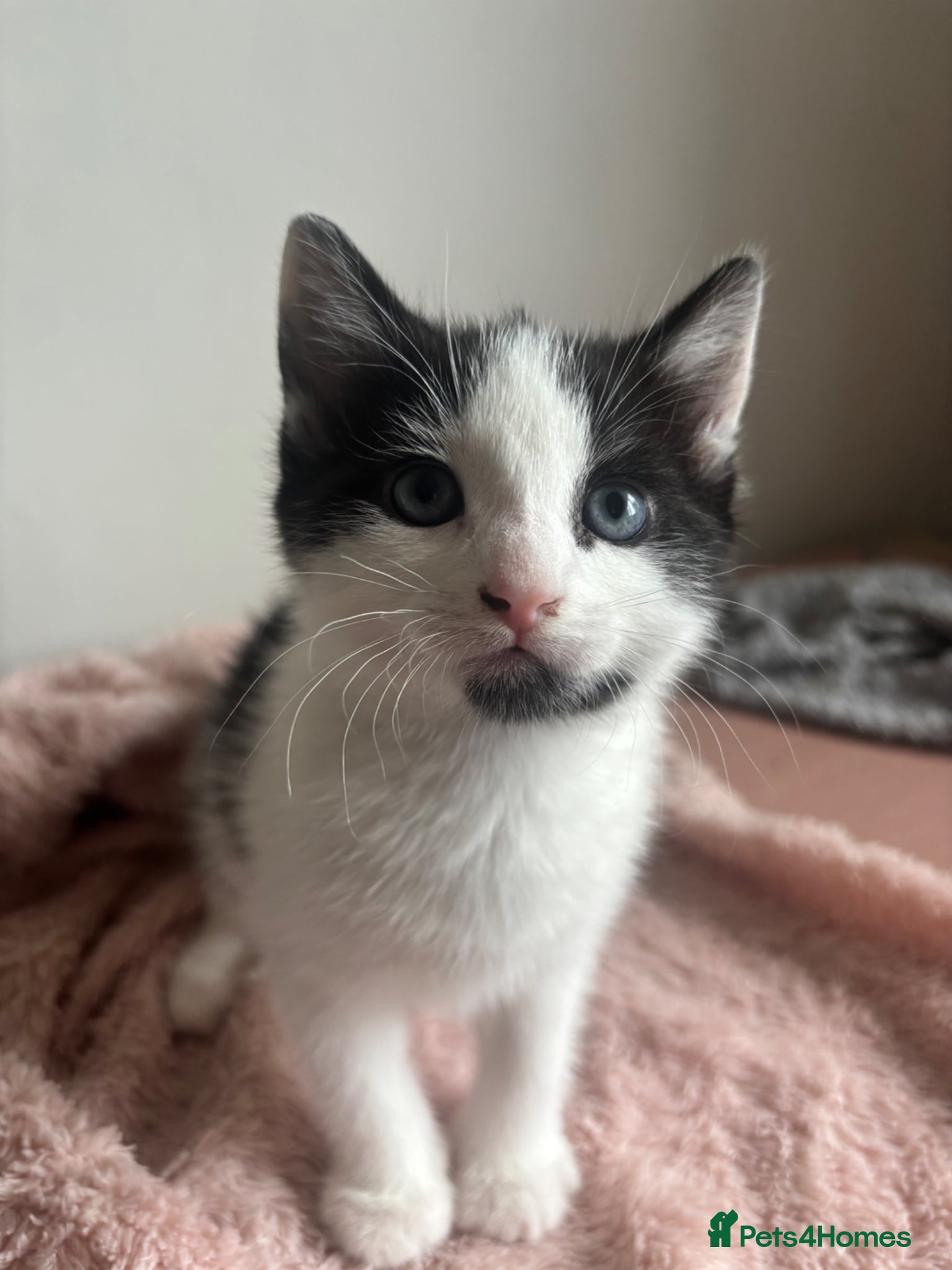 Domestic Shorthair cats for sale: 3 adorable kittens looking for a new home in Peterborough - Advert 1