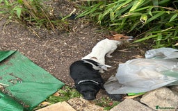 Jack Russell dogs for sale: **Traditional Jack Russell** - Image 8