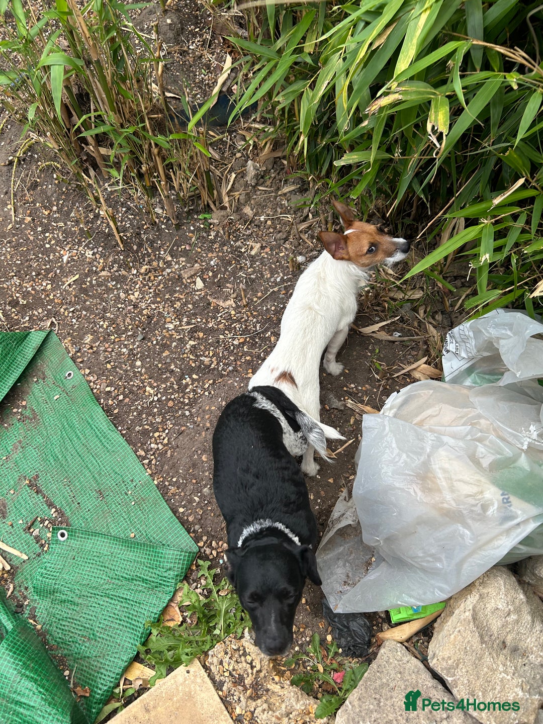 Jack Russell dogs for sale: **Traditional Jack Russell** - Image 8