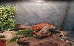 Corn Snake reptiles for sale: Corn Snake with viv - Image 2