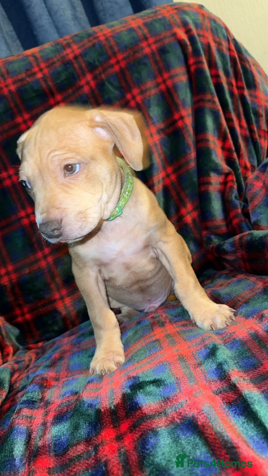 Mixed Breed dogs for sale: Staff X Sharpei puppies  - Advert 7