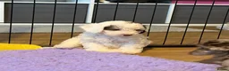 Cockapoo dogs for sale: Beautiful litter of f1b cockapoo girls - Advert 6