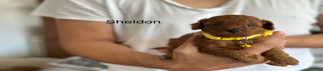 Cockapoo Puppy 2