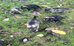 German Shepherd dogs for sale: 10 amazing german shepherd puppies - Advert 26