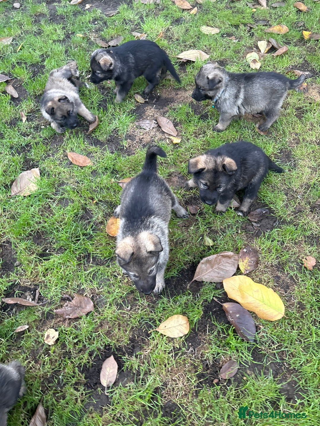 German Shepherd dogs for sale: 10 amazing german shepherd puppies - Advert 26