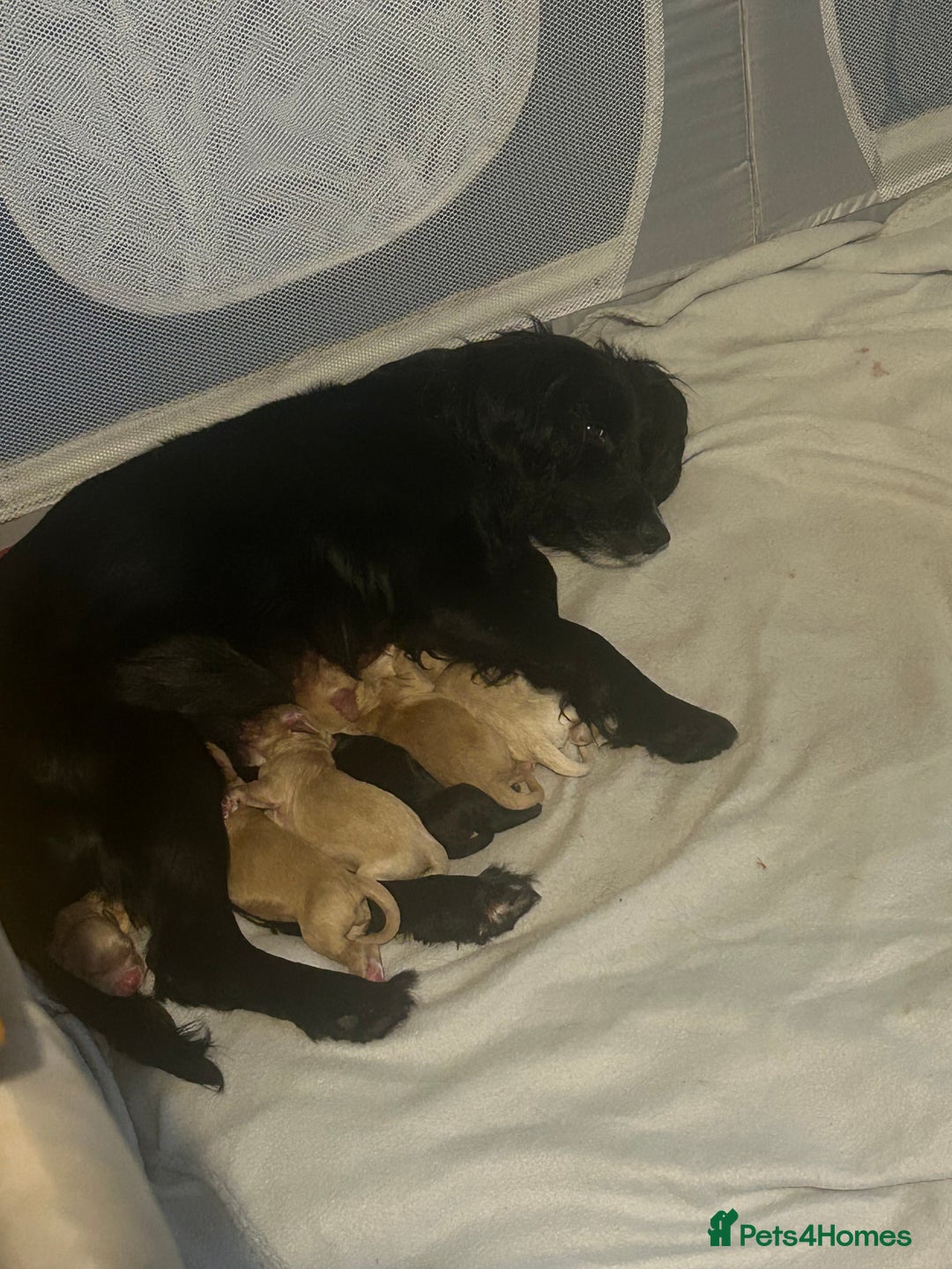 Cockapoo dogs for sale: F1 cockapoos  - Advert 2