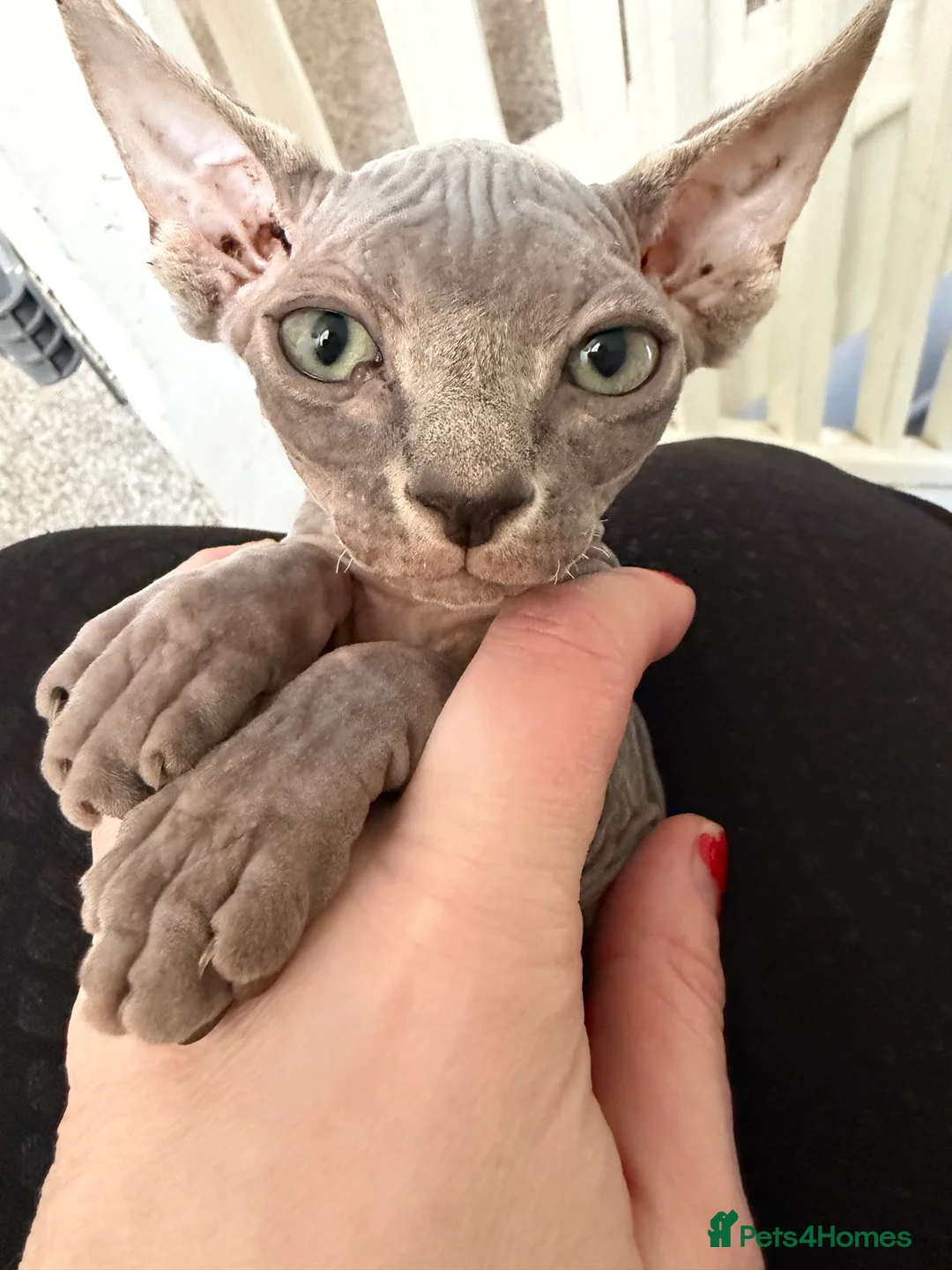 Sphynx cats for sale: Adorable Blue Sphynx - Boy Available NOW *TICA REG - Advert 6