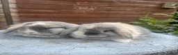Mini Lop rabbits for sale: Stunning litter of mini lops  - Advert 5