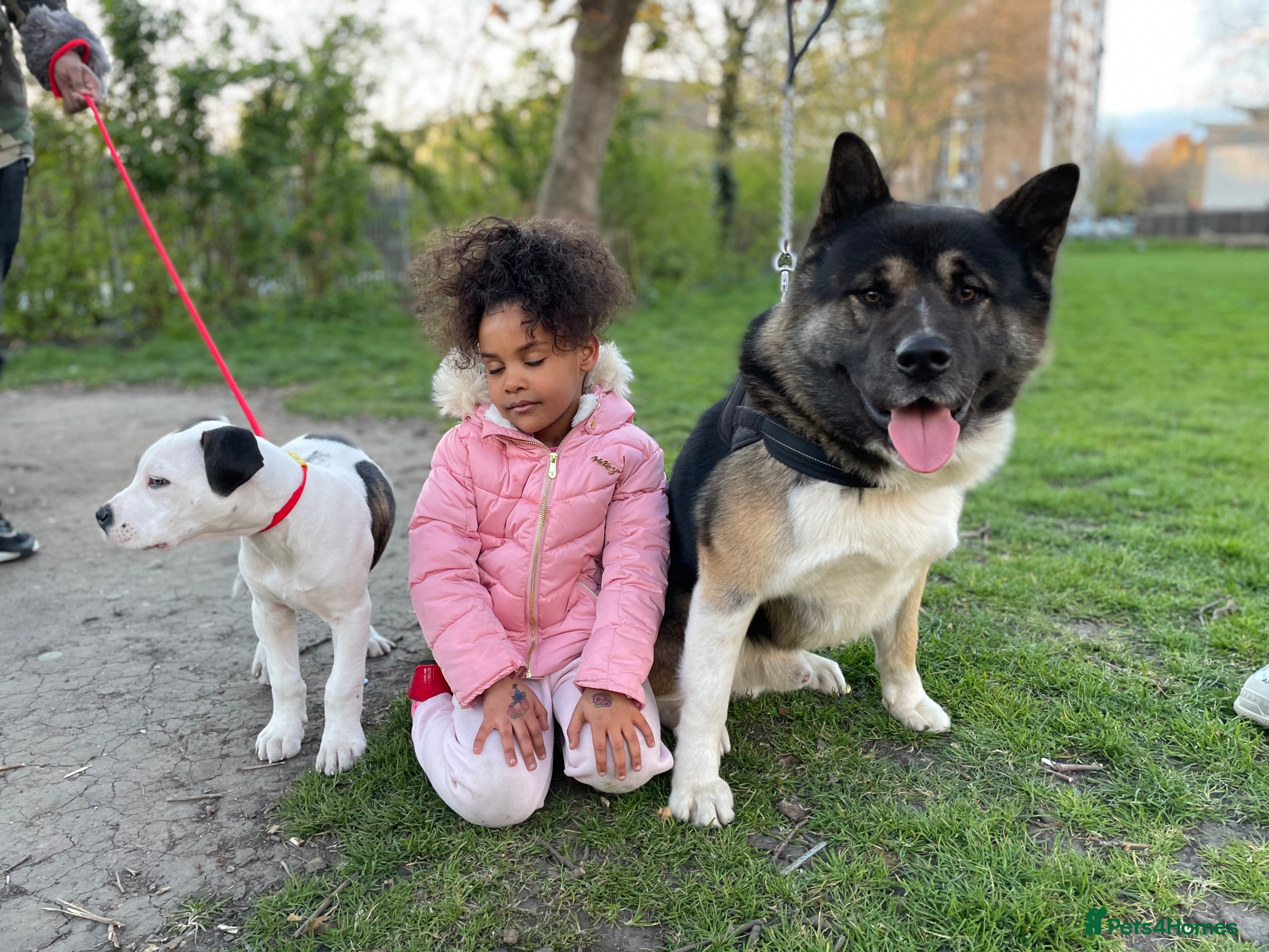 Japanese Akita Inu dogs for sale: Ghost - Advert 2
