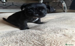 Miniature Schnauzer dogs for sale: 5 beautiful mini schnauzer puppies  - Image 4
