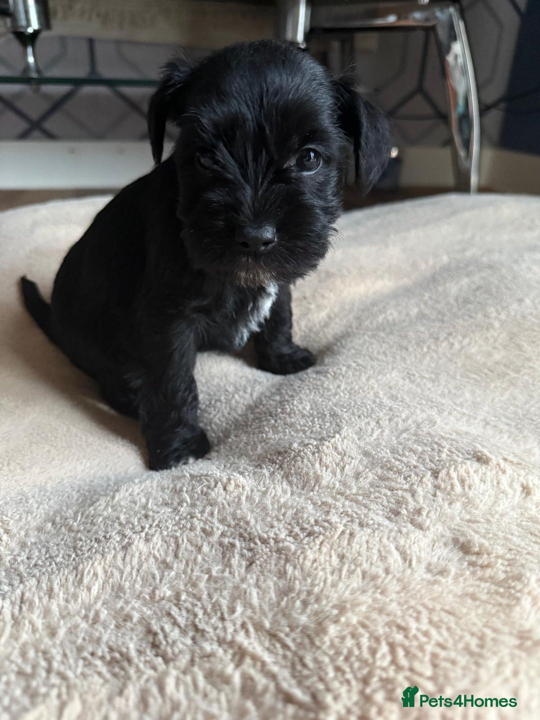 Miniature Schnauzer dogs for sale: 5 beautiful mini schnauzer puppies  - Image 4