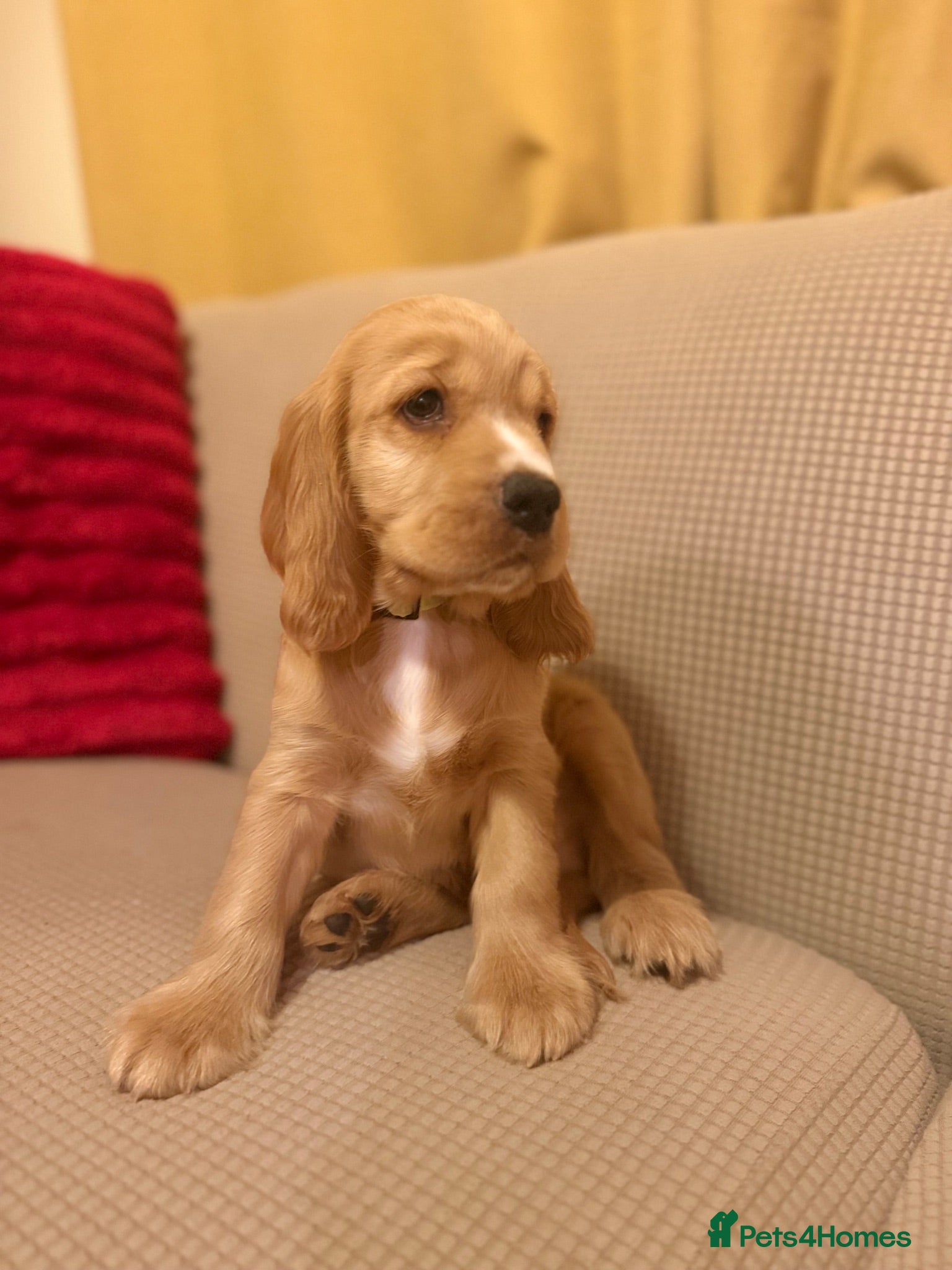 Cocker Spaniel dogs 🌟🌟🌟Beautiful English Gold Show Cocker Spaniel  - Advert 1