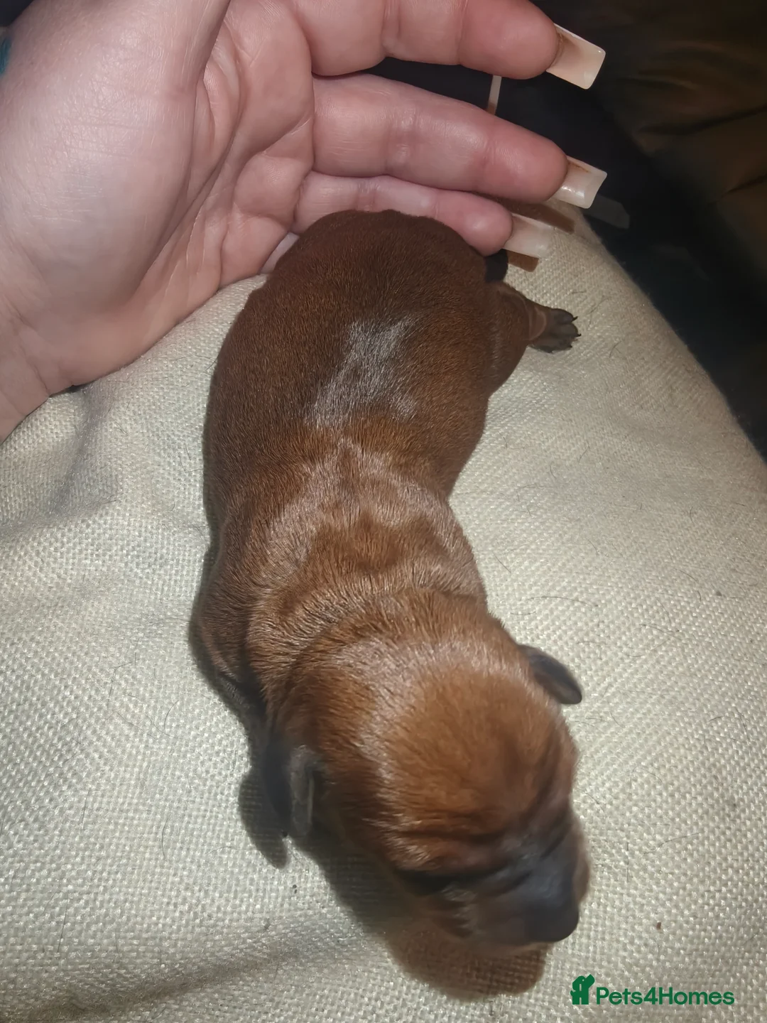 Dachshund dogs for sale: Dachshund puppies - Advert 5