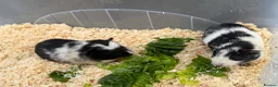 Guinea Pig rodents for sale: Guinea pigs in need of new homes!  - Advert 12