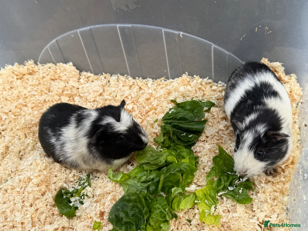Guinea Pig rodents for sale: Guinea pigs in need of new homes!  - Advert 12