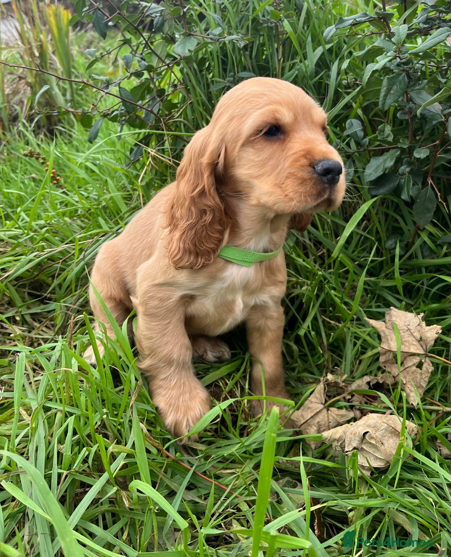 Cocker Spaniel dogs Stunning show type cocker spaniel puppies  - Advert 2