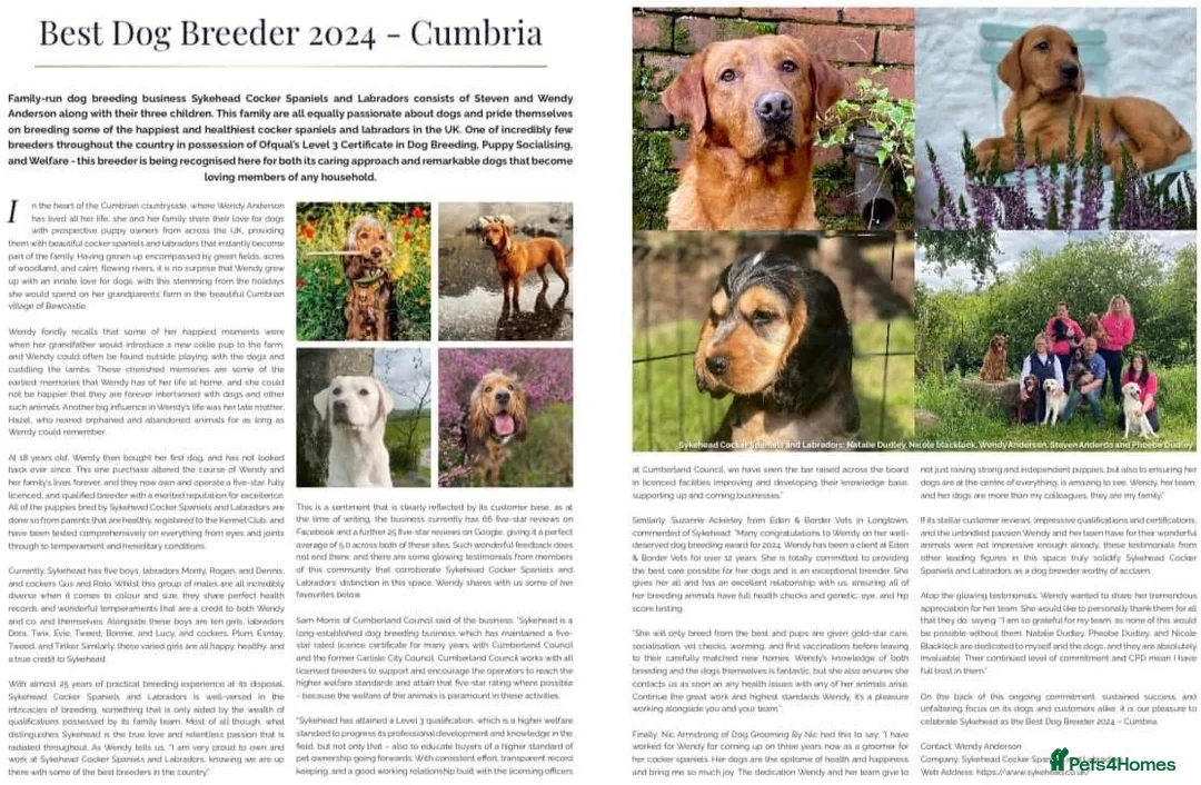 Labrador Retriever dogs for sale: Yellow/white labs due 280 plus clear DNA - Advert 4