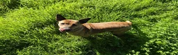 Mixed Breed dogs for adoption: Please Can You Offer Olivia a Home 🏠  - Advert 5