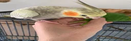 Parakeets birds for sale: Cockatiel & Kakariki Hand Reared! - Advert 6