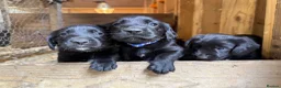 Cockerdor dogs for sale: Beautiful Cockador Puppies in Heriot - Advert 4