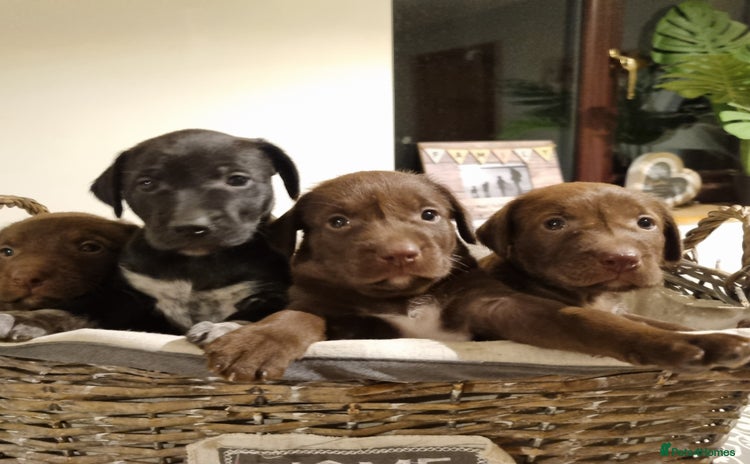 Mixed Breed dogs - Advert 7