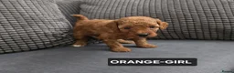 Toy Poodle dogs for sale: STUNNING RED KC TOY POODLE 🤩🐶 - Advert 25
