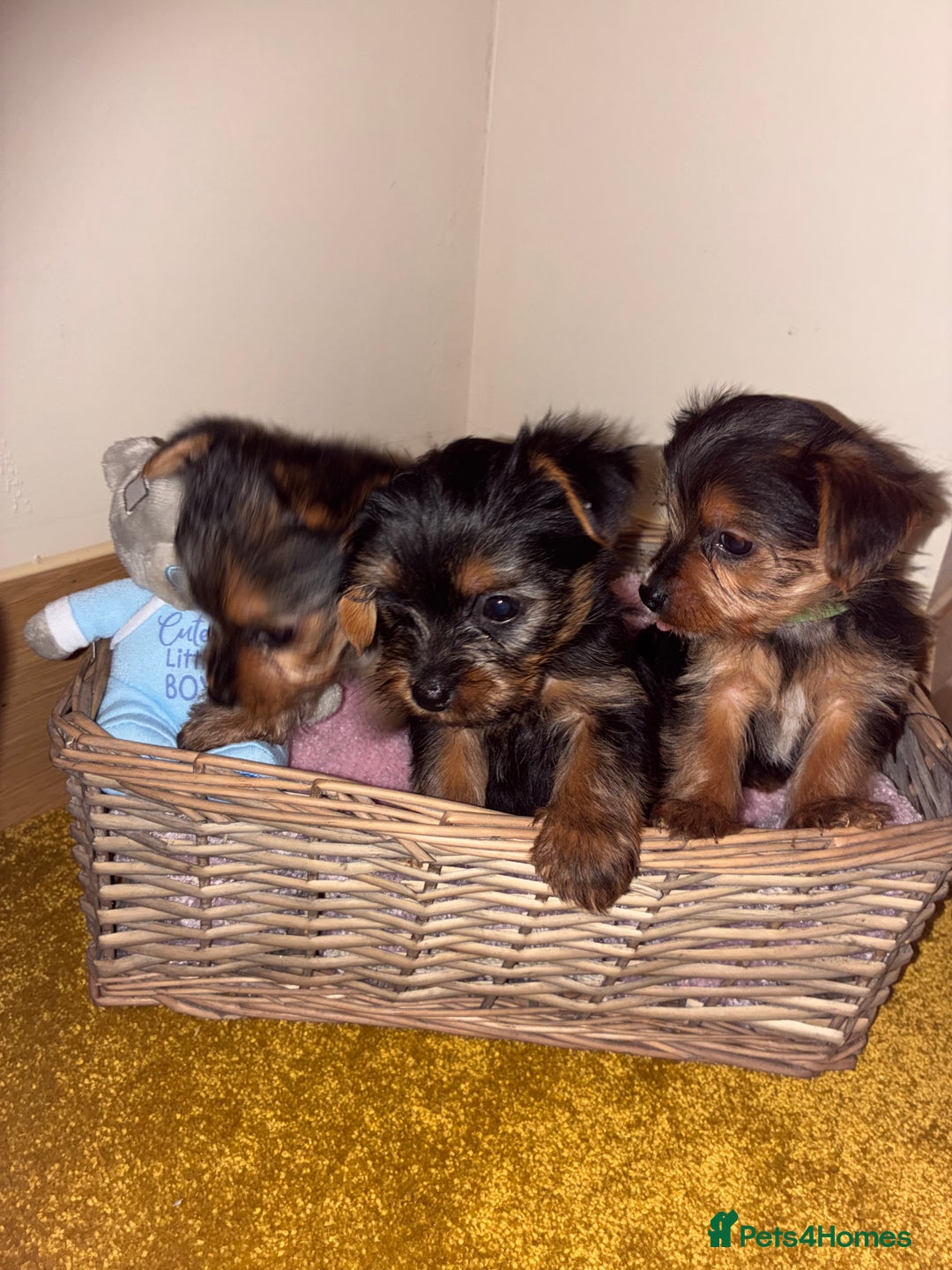 Yorkshire Terrier dogs for sale: Yorkshire Terrier puppies for sale  - Advert 8