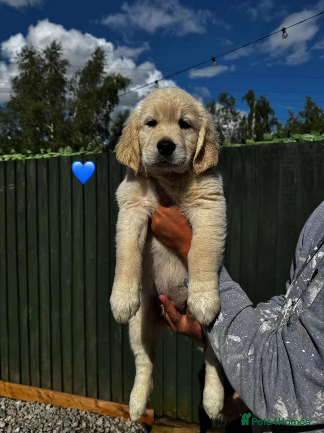 Golden Retriever dogs for sale: KC REGISTER GOLDEN RETRIEVERS PUPPIES in Manchester - Advert 2