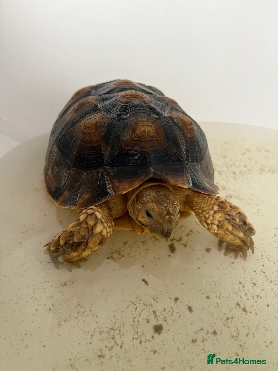 Tortoise reptiles for sale: 3 year old Sulcuta tortoise  - Advert 5