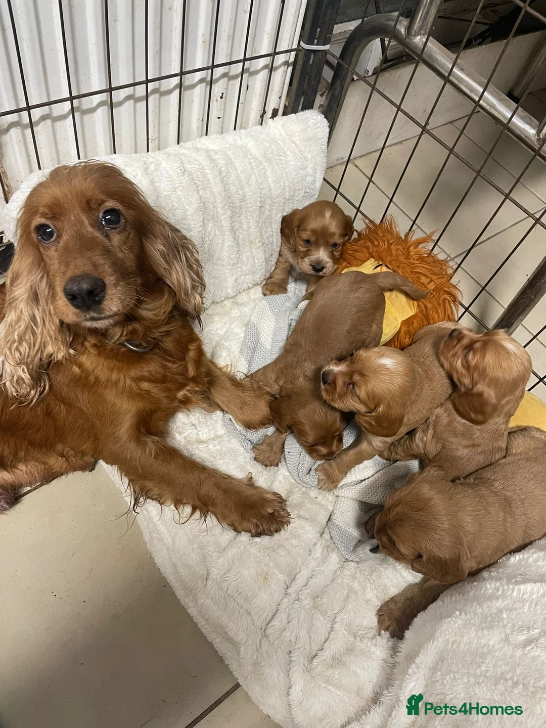 Cocker Spaniel dogs for sale: Stunning red cocker spaniels  - Advert 1