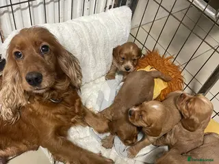 Cocker Spaniel dogs Stunning red cocker spaniels - Advert 1