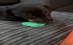Dachshund dogs for sale: Female Dachshund  - Image 5
