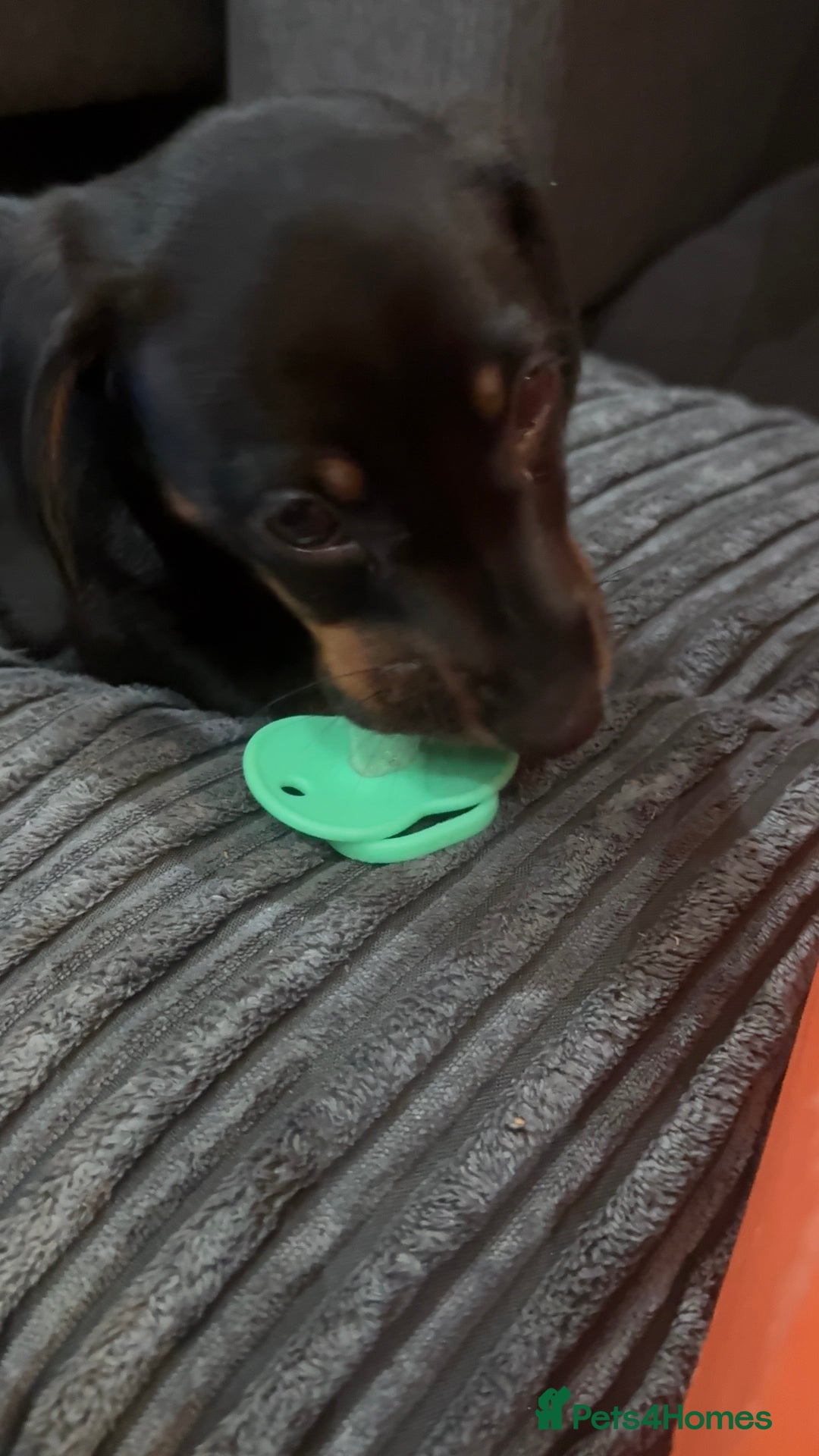 Dachshund dogs for sale: Female Dachshund  - Image 5