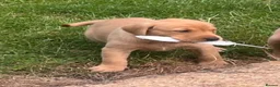 Labrador Retriever dogs for sale: Stunning Litter of KC Reg Labrador Puppies - Advert 1