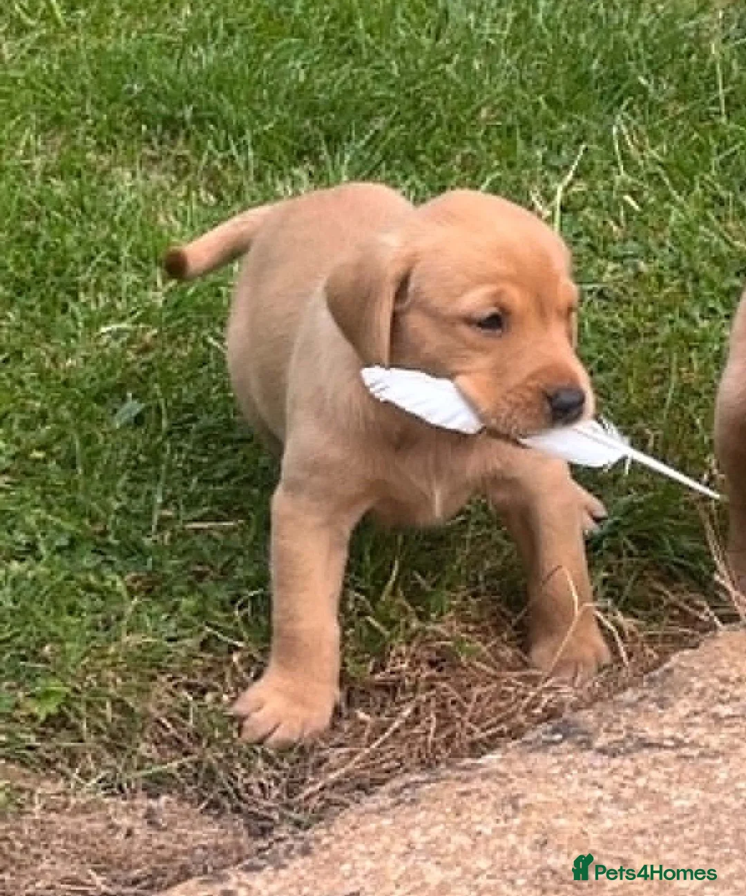 Labrador Retriever dogs for sale: Stunning Litter of KC Reg Labrador Puppies - Advert 1