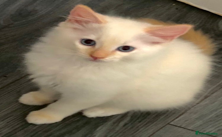 Ragdoll cats - Advert 12