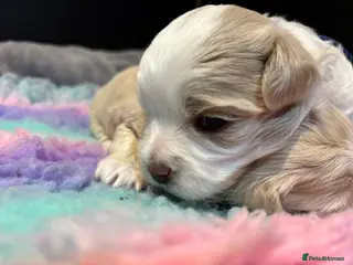 Maltipoo dogs 💙 Adorable white and apricot teddy boy 💙 - Advert 14