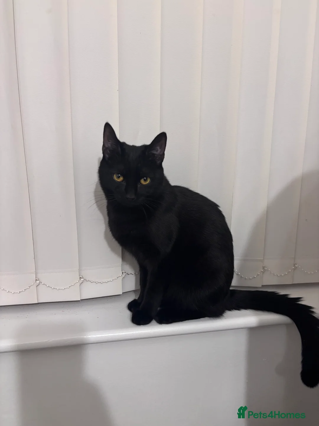 Mixed Breed cats for sale: 8 month old female cat to rehome  - Advert 1