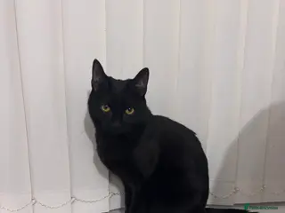 Mixed Breed cats 8 month old female cat to rehome - Advert 1