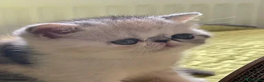 Exotic Kitten 2